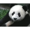 Panda 21