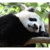Panda 22