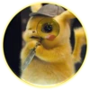 Pikachu 22