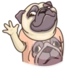 Pug Power 29