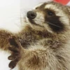 Raccoon Reactions 28