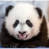 Panda 23