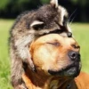 Raccoon Reactions 29