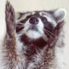 Raccoon Reactions 30