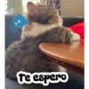 a
miau
Te espero