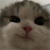 Gatinhos fofos 5