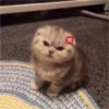 Gatinhos fofos 6