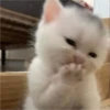 Gatinhos fofos 7