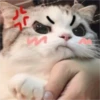 Gatinhos fofos 9