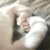 Gatinhos fofos 10
