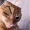 Gatinhos fofos 11