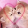 Gatinhos fofos 12
