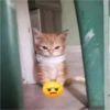 Gatinhos fofos 13