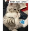 Simón, huele a chetos
Vete a
la miau
