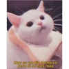 michis con frases 6