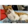 Stickers variados 12