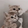 Gatinhos fofos 14