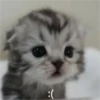 Gatinhos fofos 15