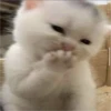 Gatinhos fofos 17