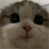 Gatinhos fofos 18