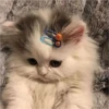 Gatinhos fofos 19