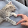 Gatinhos fofos 21