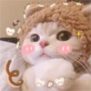 Gatinhos fofos 22