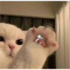 Gatinhos fofos 23