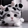 Gatinhos fofos 25