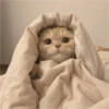 Gatinhos fofos 26