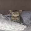 Gatinhos fofos 27