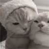 Gatinhos fofos 29