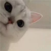Gatinhos fofos 30