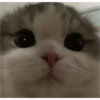 sweet meme cats 5
