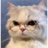 sweet meme cats 6