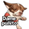 Perritos XD 5