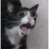 sweet meme cats 7