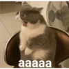 Gatitos    1 5