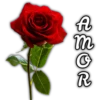 Rosas ❤🌹 6