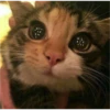 sweet meme cats 8