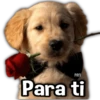 Perritos XD 6