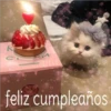 Gatitos    1 7