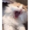 sweet meme cats 9
