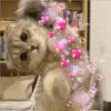 Gatitos    1 8