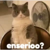 Gatitos    1 9
