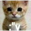Gatitos    1 10
