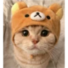 sweet meme cats 10