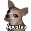 Perritos XD 7