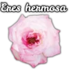 Rosas ❤🌹 11