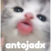 Gatitos    1 11